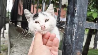 ​A Cute Little Kitten with Pure Grace.