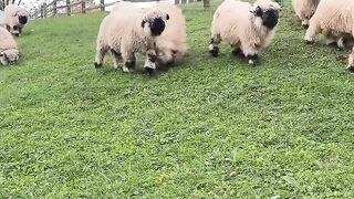 Sheep 8