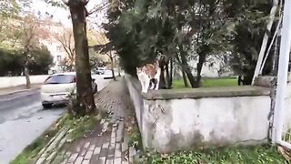 An incredibly sweet calico stray cat.