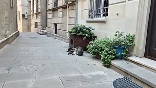 Mother street cat and her tiny babies.