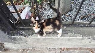 Super cute and very friendly calico kitten.