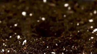 Strawberry Growing Real-Time Time-Lapse 🍓 | From Seed to Sweet Red Fruit