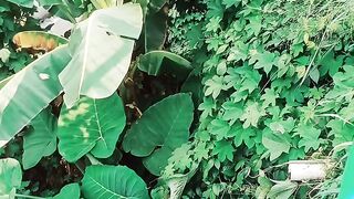 Goa  ular Cobra
