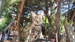 Maybe she is the sweetest tabby cat I've ever seen.