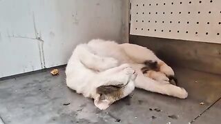 The poor stray cat was trying to sleep even though he was hungry, so I fed him.