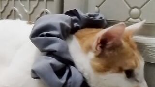 Before my cat becomes homeless