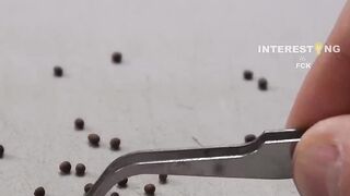 Broccoli Growing Real-Time Time-Lapse 🥦 | From Seed to Fresh Green Broccoli