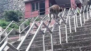 😂 Try Not to Laugh! Funniest Animals Compilation 2024 🐶🐱