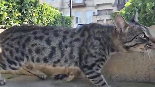 Kitten Thinks Friendly Cat Trying to Play is Attacking Her.