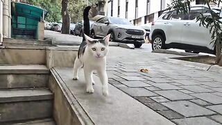 An Amazingly Handsome Street Cat.