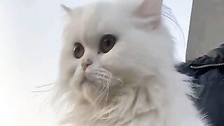 Febspot video 32