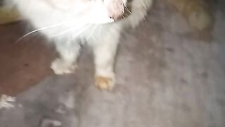 Kucing 43