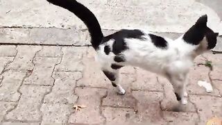 She is the sweetest and most affectionate tuxedo cat I have ever seen.