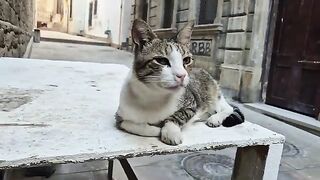 She is so old that the poor cat doesn't even have a single tooth left in its mouth.