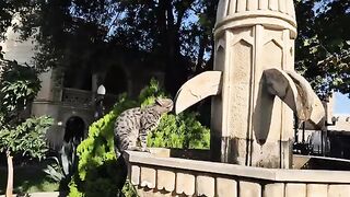 Handsome alley cat with amazingly stunning patterns.