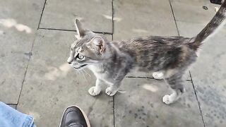 The cat constantly pacing around me says it's hungry.