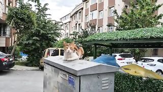 Desperate Stray Cat Searches For Food In Trash Containers.