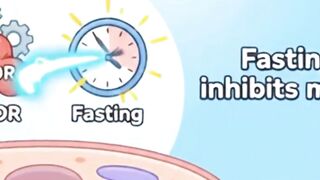 How mThor Inhibition Via Fasting Promotes Autophagy?