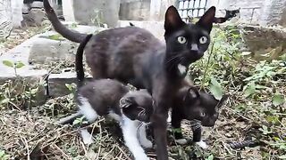 Little kitten trying to suck milk from its standing mother.