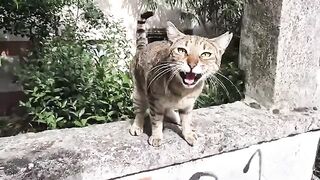 A Very Talkative cat talks non stop without getting tired.