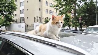 A fluffy and very cute orange street cat.