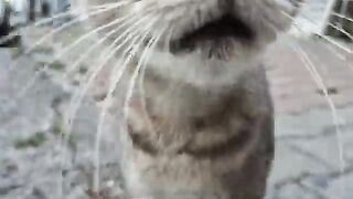 The poor street cat is screaming because she is so hungry.