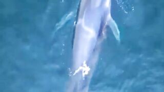 Whale Calls Reveal Habitat of Elusive Omura’s Whales