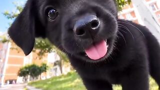 BLACK DOG IS CUTE