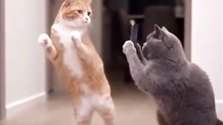 a cat is dancing
