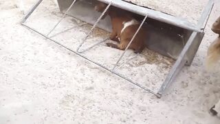 Crazy Goat Jump 2