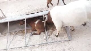 Naughty Pet Escape 2