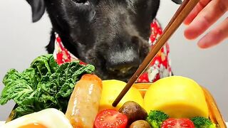 Pet Food