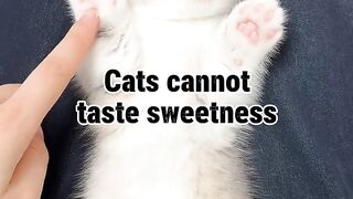 Did You Know? Why Cats Can't Taste Sweetness! 🐱