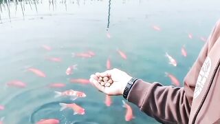 Ngasih makan ikan