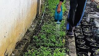 Manfaat air bagi tanaman