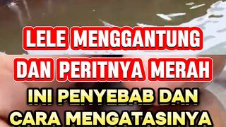 Lele menggantung perutnya merah‼️ Penyakit apa obatnya apa‼️
