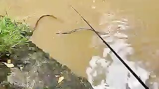TOP 4 Mancing Terancam 😂