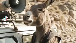 Donkey  Song