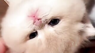 Cutie cat 2