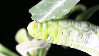 BUGS LIFE, MACRO VIDEO SHOTS 4