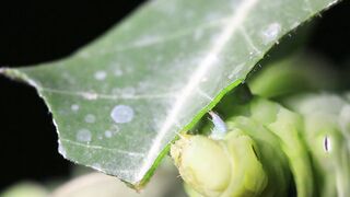 BUGS LIFE, MACRO VIDEO SHOTS 5