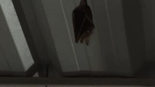 🦇 A Bat Flew Into Our House! What a Surprise!