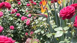 Beautiful Flowers 10