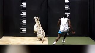 STRONGEST MAN VS A 500 LB LION?! 😱 #shorts