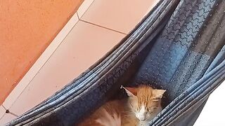 Gato na rede