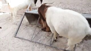 Watch This Goat 2