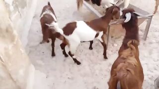 Best Goat Laughs