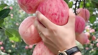 The Sweetest Harvest — Fresh Apples Straight from the Orchard 🍎✨