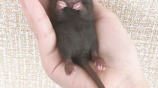 Bikin Hati Lumer! Bayi Tikus Peliharaan Nyaman Banget Tidur di Telapak Tangan 🐀💤 Cute Baby Rat