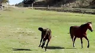 So beautiful horse 🐎🐎🐴